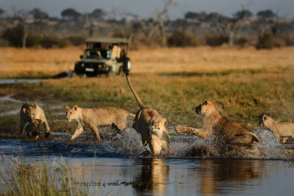 game viewing in savuti
