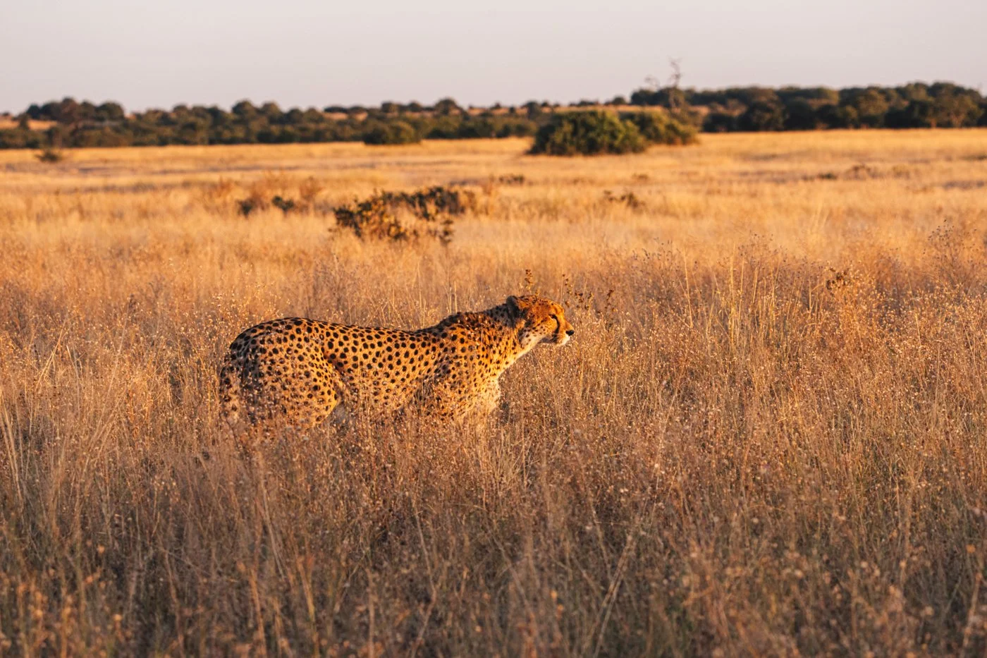 rachel rebibo savuti botswana safari wildlife photography00082