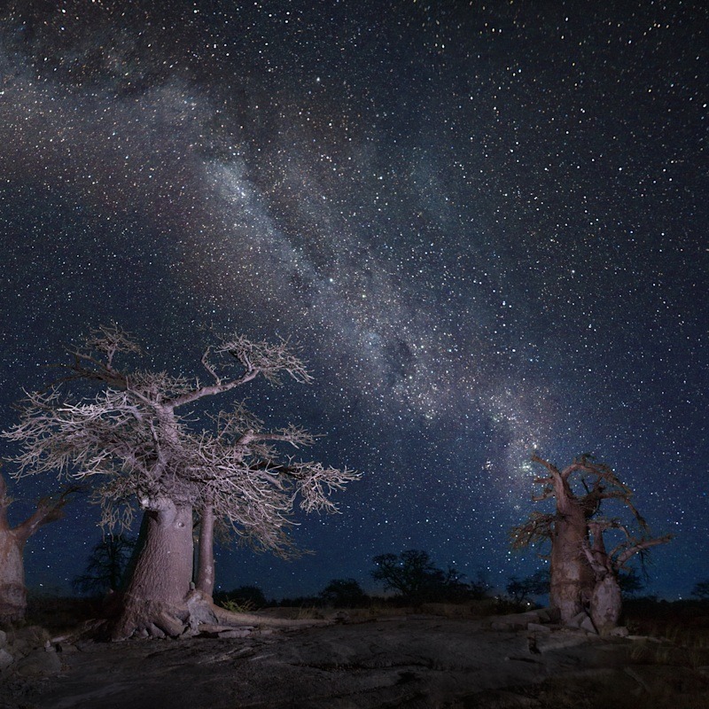 why we love makgadikgadi pans boababs at night