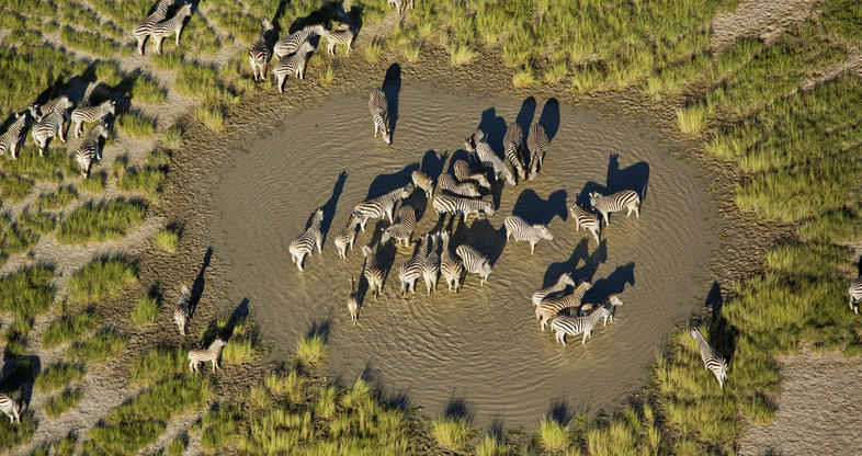 jacks camp migration makgadikgadi 786x416